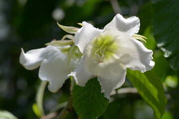 ボーモンティア・ムルティフロラ