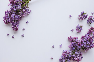 Spring flowers. Lilac flowers on white background. Top view, flat lay, copy space