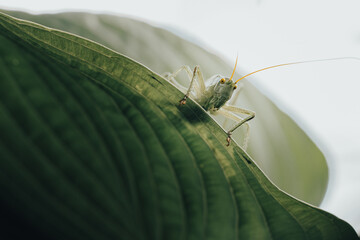 Meadow grasshopper grasshopper sitting deep in green leaves in garden 
