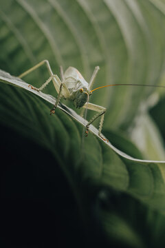 Meadow grasshopper grasshopper sitting deep in green leaves in garden 