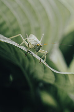Meadow grasshopper grasshopper sitting on green leaf. 