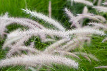 Fountain grass or pennisetum alopecuroides