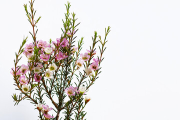 Pink white waxflower on white background.