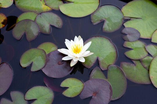 Beautiful white water lily. Lotus flower with leaves