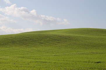 Fototapeta na wymiar Toscana, Italia, Val d'Orcia, veduta su un campo verde e cielo azzurro