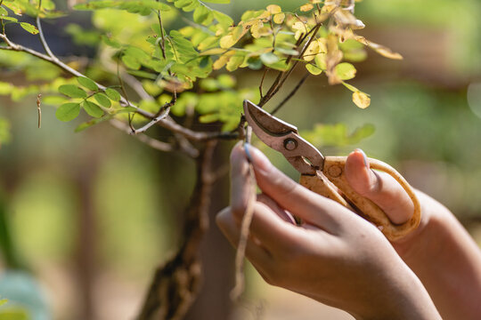 Woman pruning a plant. 