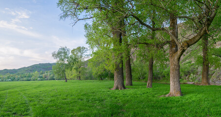 Magnificent trees with textured bark on trunks in a spring meadow illuminated by evening light.