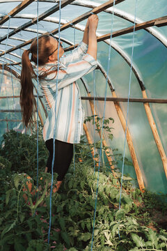 Millennial girl Working In Cucumber Tomato Greenhouse