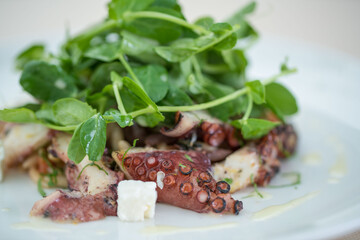 Octopus Salad Dish