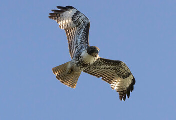 A Red-Tailed Hawk in flight