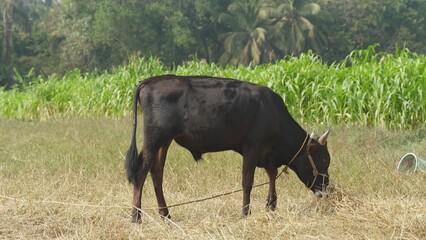 Naklejka na ściany i meble black bull grazing in a meadow in a tropical country