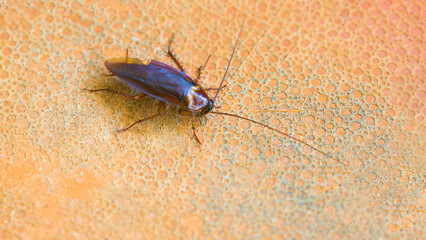 Cockroach on orange background in tropical climate
