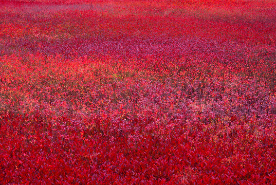 Wild native lowbush blueberry plants Vaccinium Maine film autumn