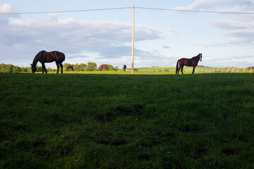 Fototapeta na wymiar Horses in a field on a sunny day in Scotland 