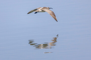 飛翔するチュウシャクシギ