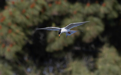 A Foster's Tern in Flight somewhere in SF Bay Area sky