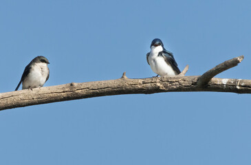 A pair of tree swallows on a branch