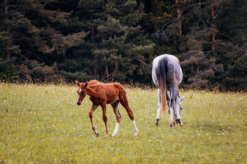 Obraz na płótnie Canvas Mare with Foal Grazing in a Meadow