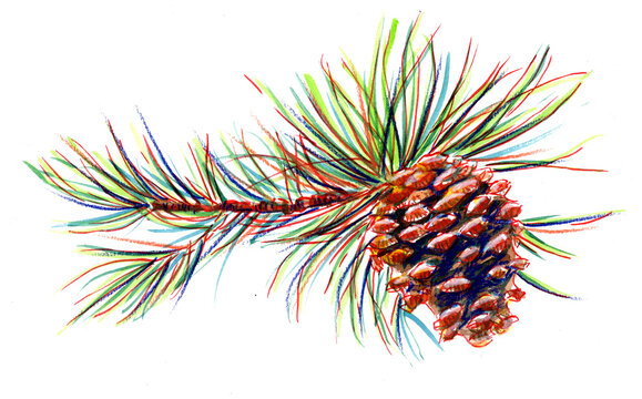 Illustration aquarelle branche avec pomme de pin