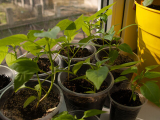 grass grows on the windowsill