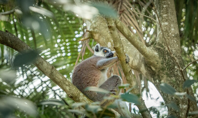 lemur on tree © Sergei
