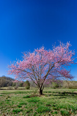 Naklejka premium Full cherry blossom tree full of flowers in spring..