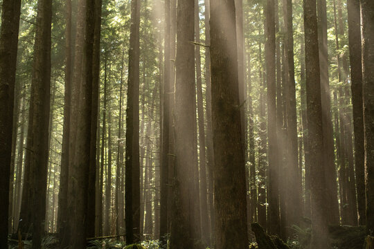 Sun Peaking Through The Trees 