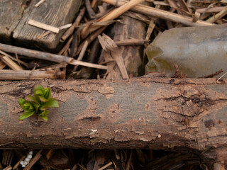  Plastic bottle lying on the beach