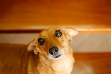 small dachshund crossbreed dog attentive, looking up and with ears down