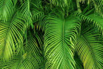 Naklejka na ściany i meble green palm leaves background