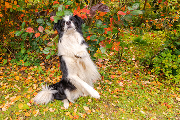 Funny smiling puppy dog border collie playing jumping on fall colorful foliage background in park outdoor. Dog on walking in autumn day. Hello Autumn cold weather concept