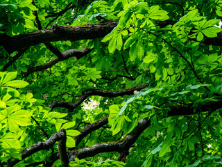 Kastanienbaum im Frühjahr