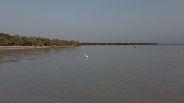 heron in the water at sunset. Holbox, Mexico