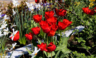 Colorful spring flower bed with colorful tulips. Flowerbed with red and yellow tulips. Beautiful postcard with tulips. Spring botanical background for postcard design