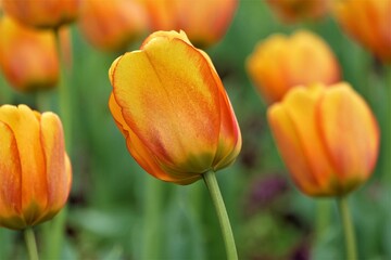 Orange tulips in the park flower background