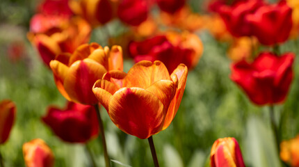 Colorful spring flower bed with colorful tulips. Flowerbed with red and yellow tulips. Beautiful postcard with tulips. Spring botanical background for postcard design