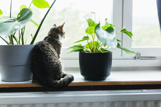 Cat siting by the window