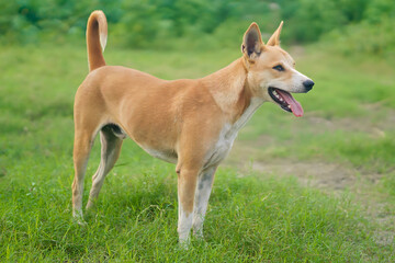 Naklejka na ściany i meble Portrait of a Beautiful Telomian Dog, Telomian Dog Standing on the Field, Telomian Dog Breed