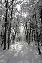 Obraz premium Arbre et neige