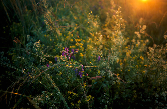 Summer nature grass flower meadow sunset sun