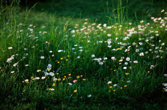 Summer nature grass daisy flowers field