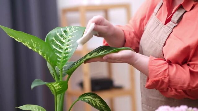 Lady in apron gently cleaning wiping recently transplanted plant at home, skilled florist provides assistance with domestic flowers by fertilizing the soil 