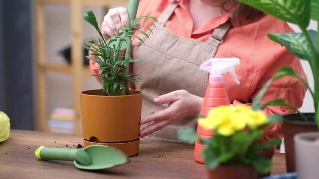 woman home gardener using rake and trovel as gardening tools for potting a chamedorea plant and watering with spray bottle.