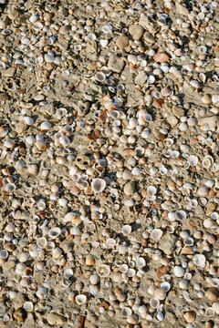 Cockleshell background
