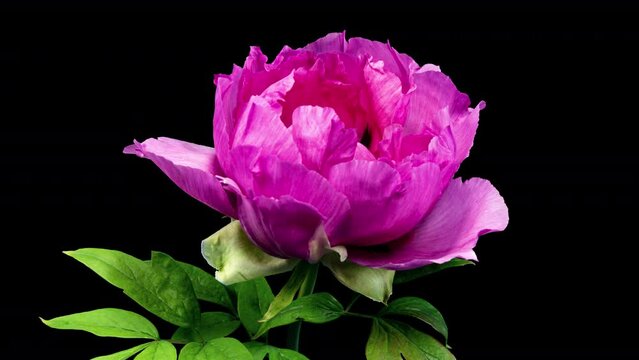 Pink Flower of Tree Peony Blooming in Time Lapse Close up on a Black Background with Alpha Matte. Beautiful Petals of Paeonia sect. Moutan Opens in Timelapse