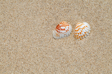 Background, two seashells on the sea beach sand close-up