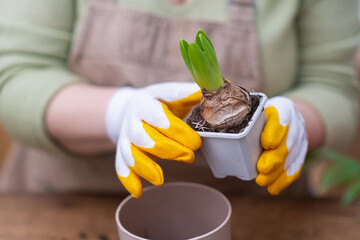 woman transplants home hyacinth plant from nursery pot, promoting growth with proper drainage and new soil.close-up care of the potted plant. 