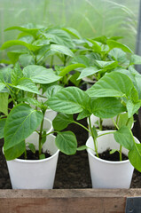 Young pepper plants in paper cups. Concept of growing your own organic food.