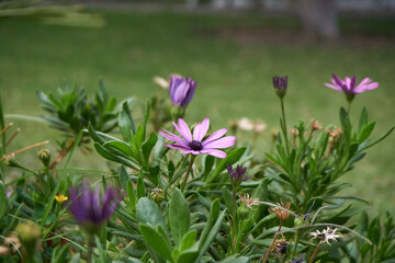 Serene park with blooming flowers, birds