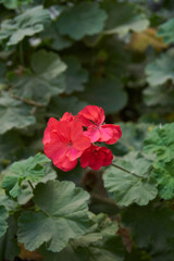 Serene park with blooming flowers, birds